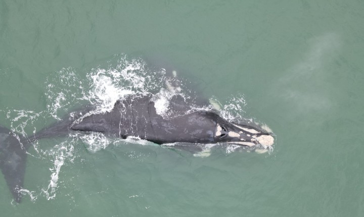 Temporada de baleias impulsiona turismo de inverno em SC