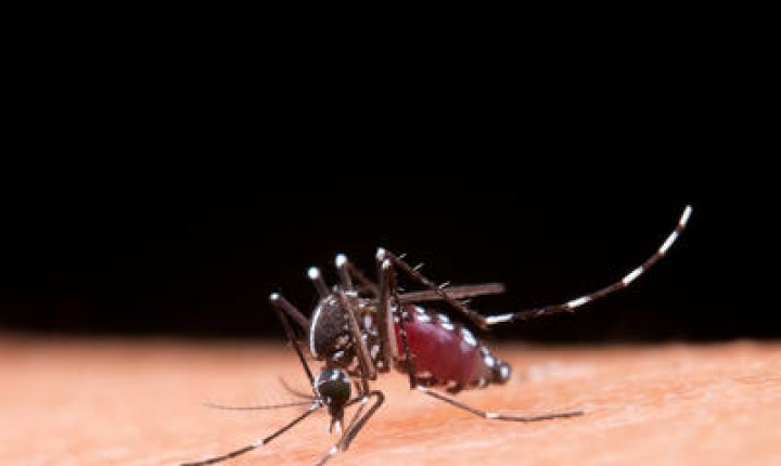 Brasil inaugura maior biofábrica do mundo