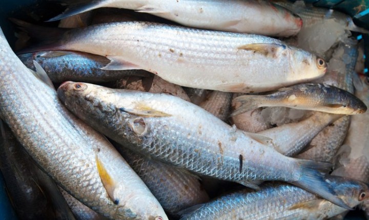 Grupo de Trabalho da Tainha realiza reuniões e visitas técnicas em SC