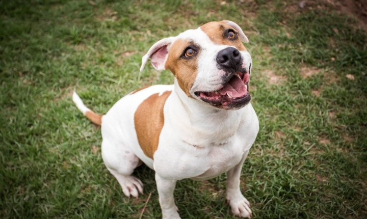 Castração animal ganha data oficial em SC