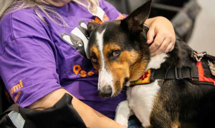Fórum em SC discute avanços na proteção animal