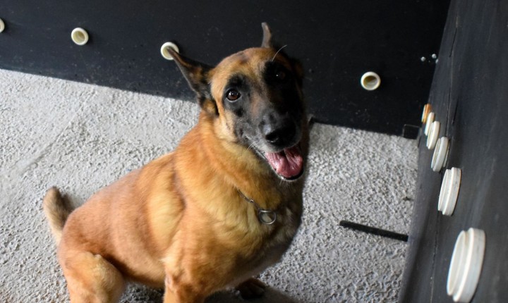 Aposentadoria de cão policial de SC emociona e inspira cuidado