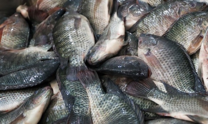 SC veta tilápia do Vietnã por risco sanitário