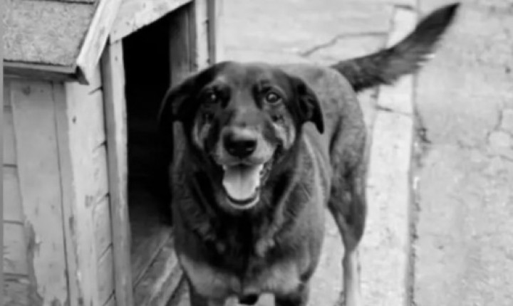 Crime contra animal expõe limites da punição no Brasil