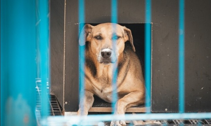 Caso Orelha reacende debate sobre proteção animal em SC