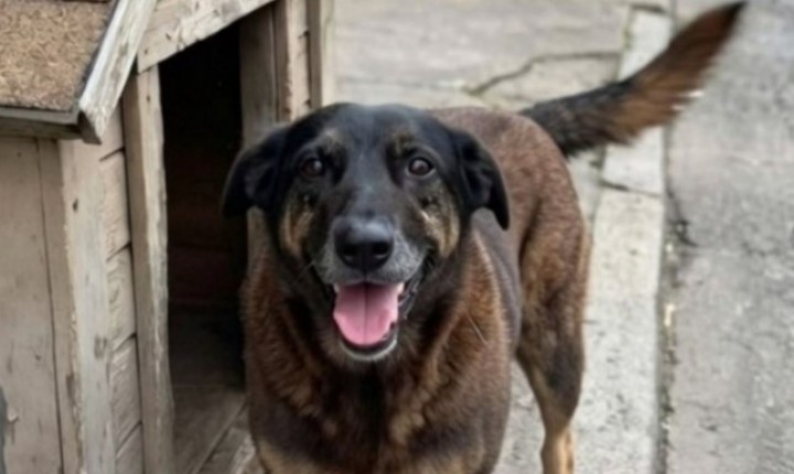 Alesc aprova avanço da 'Lei Orelha'