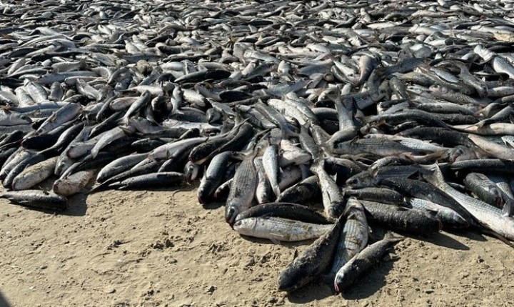 Cotas regulam pesca da tainha no Brasil