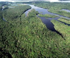 Brasil registra menor desmatamento da história em dois biomas