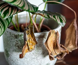 Sinais de que suas plantas estão pedindo socorro