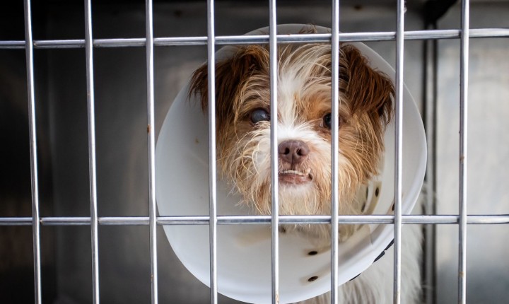 Floripa terá hospital veterinário gratuito 24h