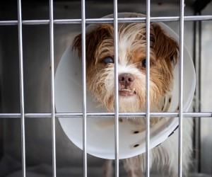 Floripa terá hospital veterinário gratuito 24h
