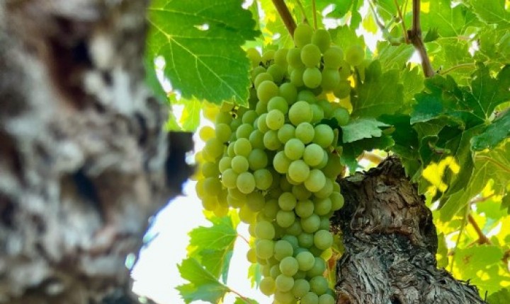 Jumilla mostra a essência do Mediterrâneo, por Eduardo Araújo