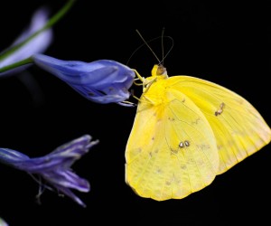 “Otelo” e “Clarissa”: as figuras de linguagem ilustram os perfis dos personagens, por  Luzia Almeida