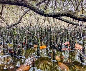 Fotografia contemplativa desperta novos olhares sobre o cotidiano