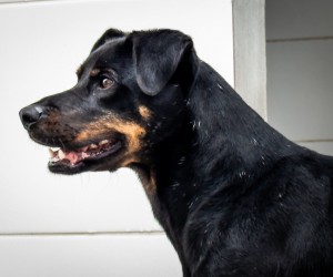 Mutirões de castração reforçam cuidado com cães em Floripa