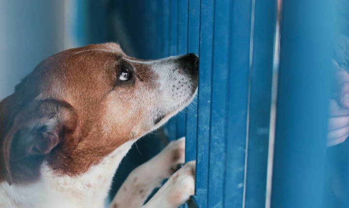 Cães esquecidos pelo tempo aguardam adoção na Dibea