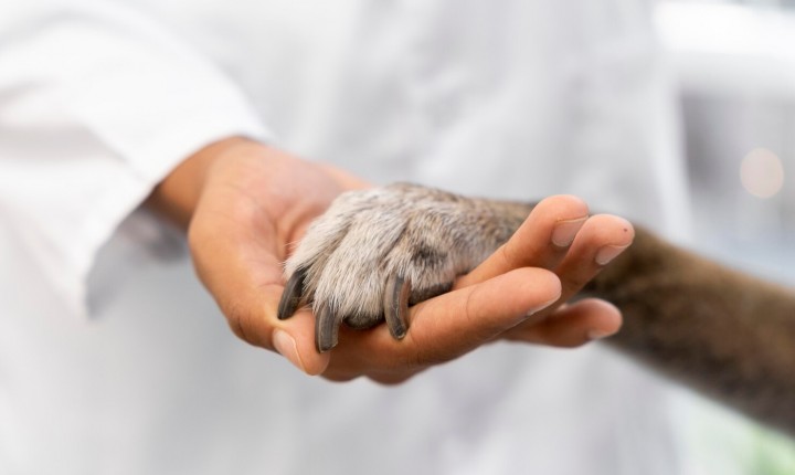 Onde fazer castração gratuita de animais: saiba como garantir o atendimento ao seu pet