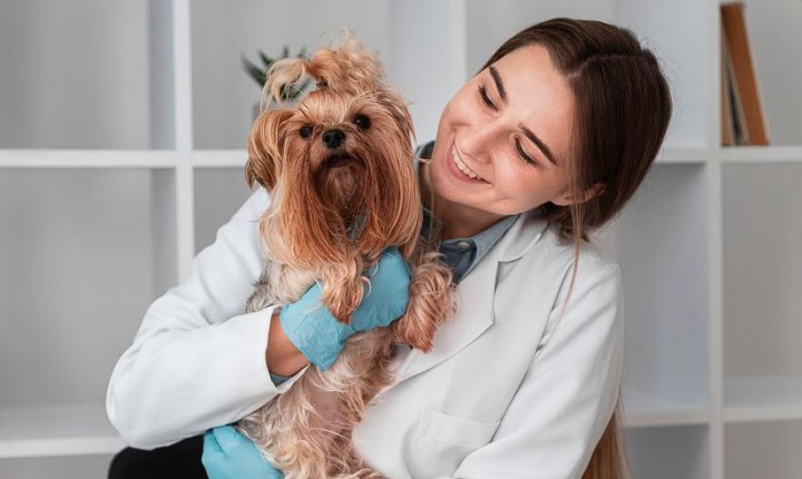 Onde encontrar atendimento veterinário 24h em Florianópolis
