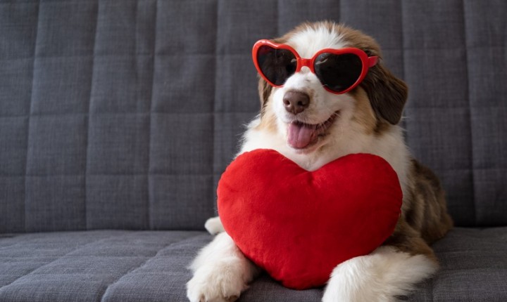 Coração dos pets merece atenção e cuidados diários