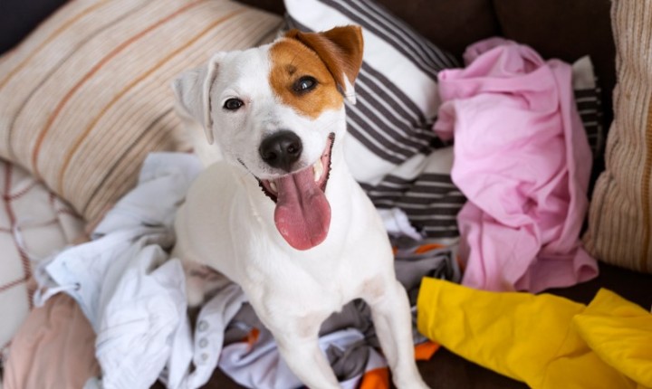 Como os cães enfrentam mudanças?