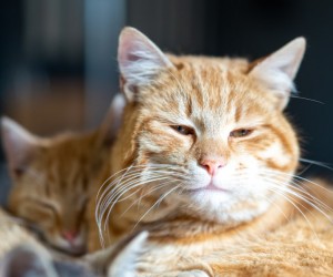 Saúde felina ganha atenção com campanha de prevenção