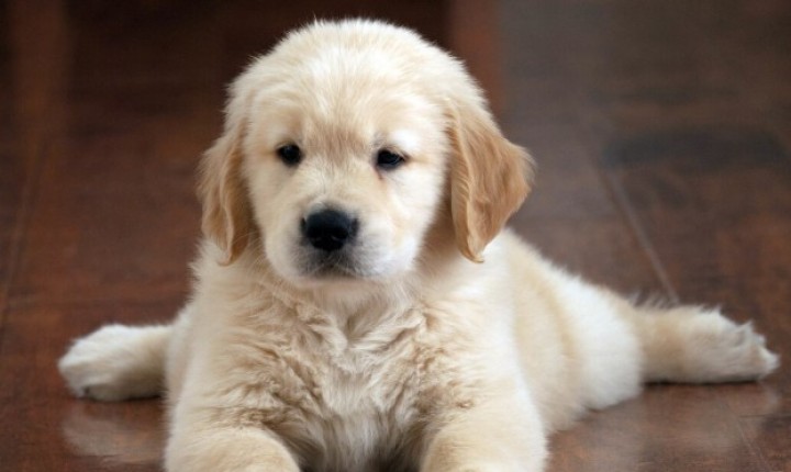 Parasitas internos ameaçam filhotes e saúde humana