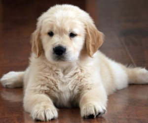 Parasitas internos ameaçam filhotes e saúde humana