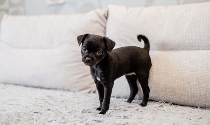 Como introduzir um novo pet na família sem estresse?