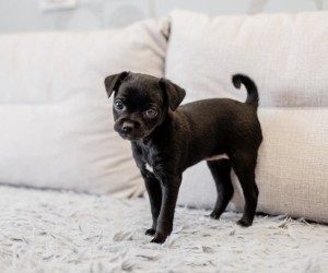 Como introduzir um novo pet na família sem estresse?