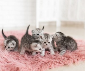 Aprenda reduzir o estresse e garantir o bem-estar do pet