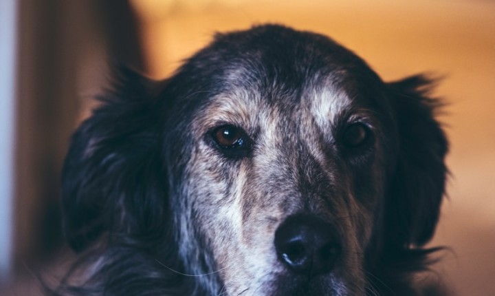 Pets idosos precisam preservar a mobilidade