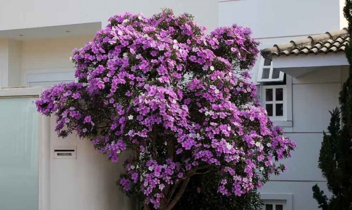 3 plantas nativas que trazem cor e vida à decoração