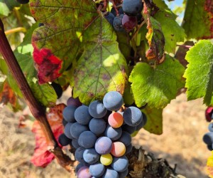 Castelão: Revivendo um clássico, por Eduardo Araújo 