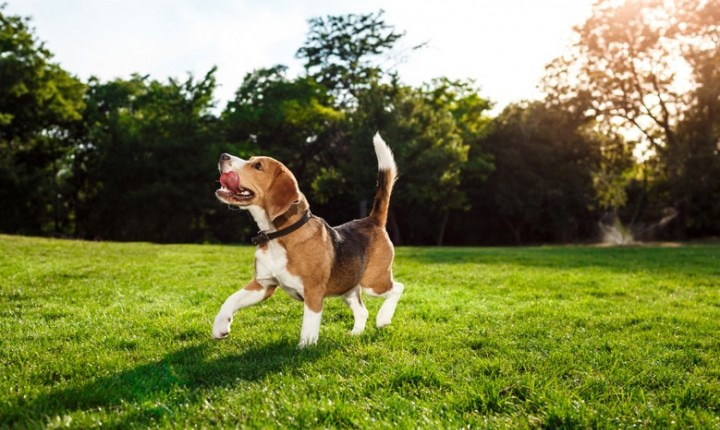 Plantas comuns podem colocar cães e gatos em risco