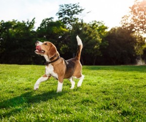 Plantas comuns podem colocar cães e gatos em risco