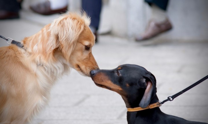Socializar o pet é cuidar da saúde emocional dele