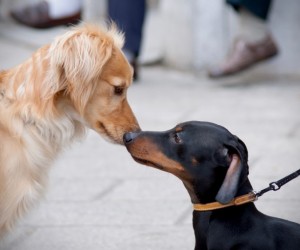 Socializar o pet é cuidar da saúde emocional dele