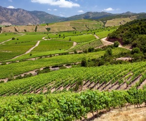 Vinho chileno ganha espaço e fideliza consumidores brasileiros