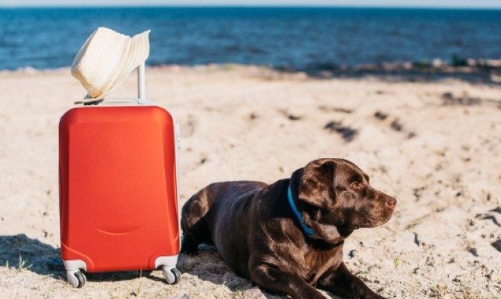 Viagem com pets exige preparo e atenção redobrada