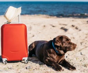 Viagem com pets exige preparo e atenção redobrada