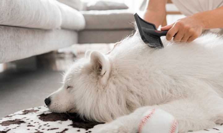 Como cuidar da pele e da pelagem do seu pet?