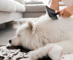 Como cuidar da pele e da pelagem do seu pet?