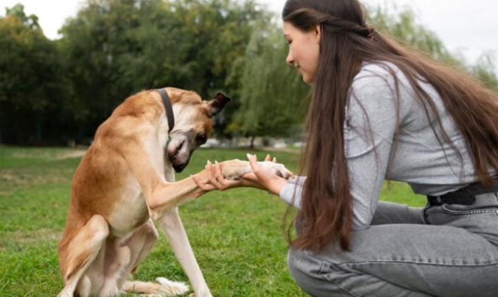 Técnica de reforço positivo melhora vínculo entre tutor e cão