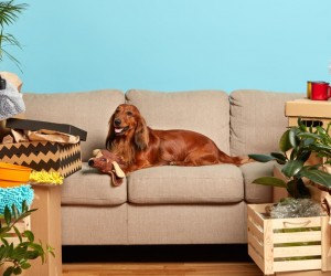 Mudanças na rotina? Saiba como auxiliar o pet