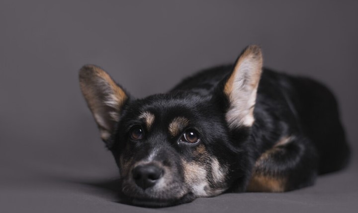 Cinco sintomas expõem quando o cão está com vermes