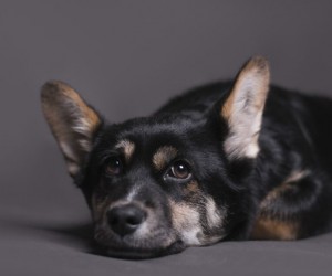 Cinco sintomas expõem quando o cão está com vermes