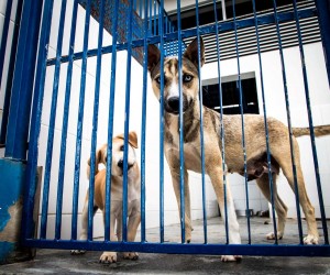 Hospital veterinário público começa a sair do papel
