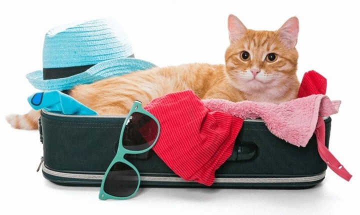 Viagens de fim de ano ganham foco no bem-estar pet