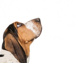 Alzheimer canino: O que é?