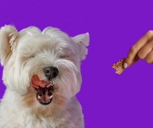 Petiscos ganham novo papel no cuidado dos pets